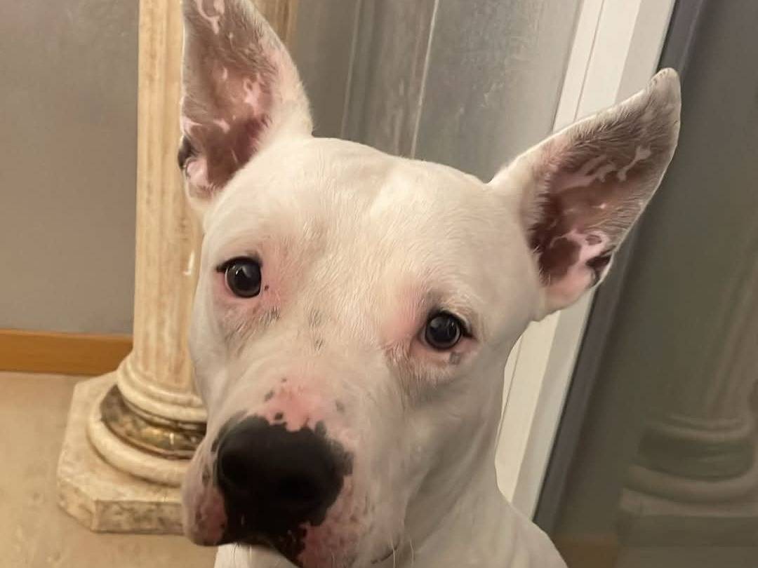Adotta il cane Tyson  a Bari