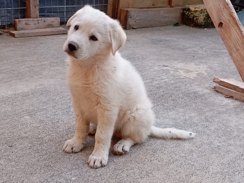 Adotta un cane, maschio, 2 mesi, Siracusa