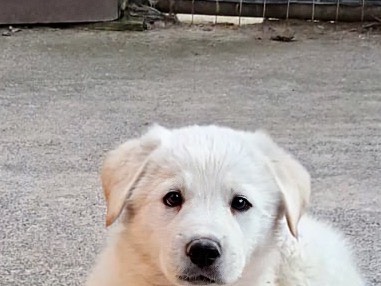 Adotta un cane, taglia grande, maschio, Siracusa