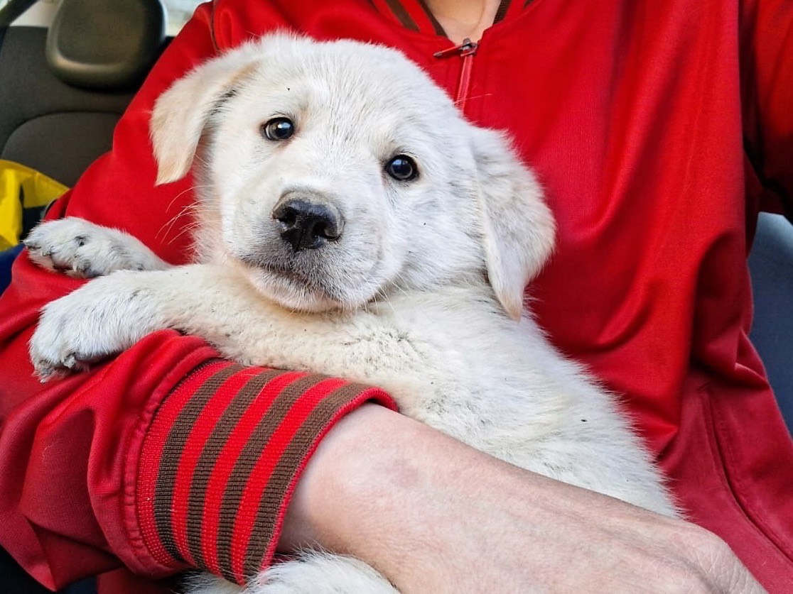 Vuoi adottare un cane a Siracusa?