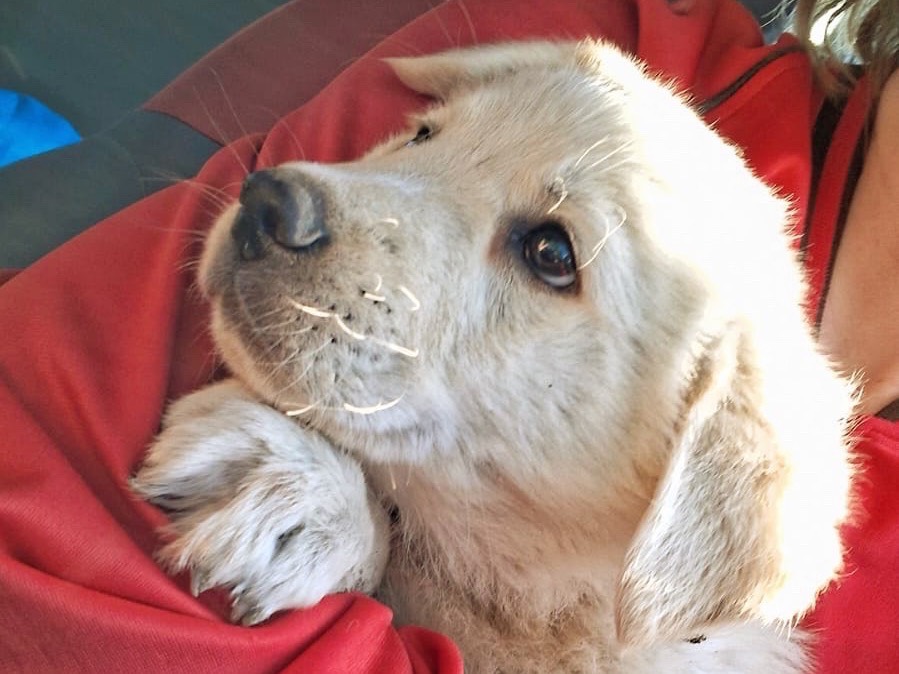 Adotta il cane Leo a Siracusa