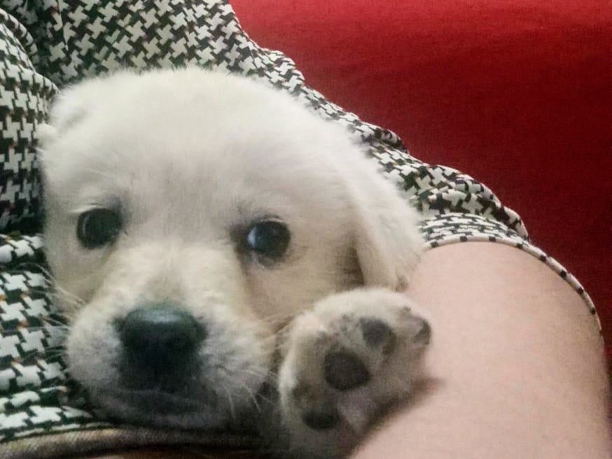 Adotta un cane, femmina, 2 mesi, Siracusa