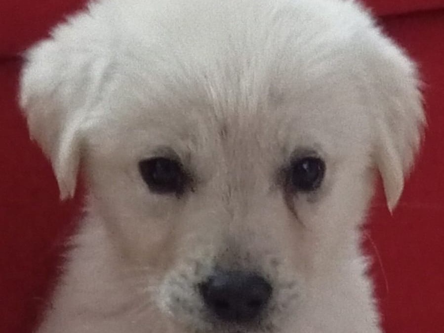 Adotta un cane, taglia media, femmina, Siracusa
