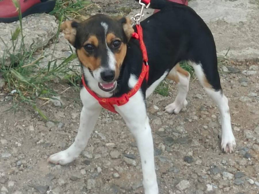 Adotta un cane, femmina, 4 mesi, Vibo