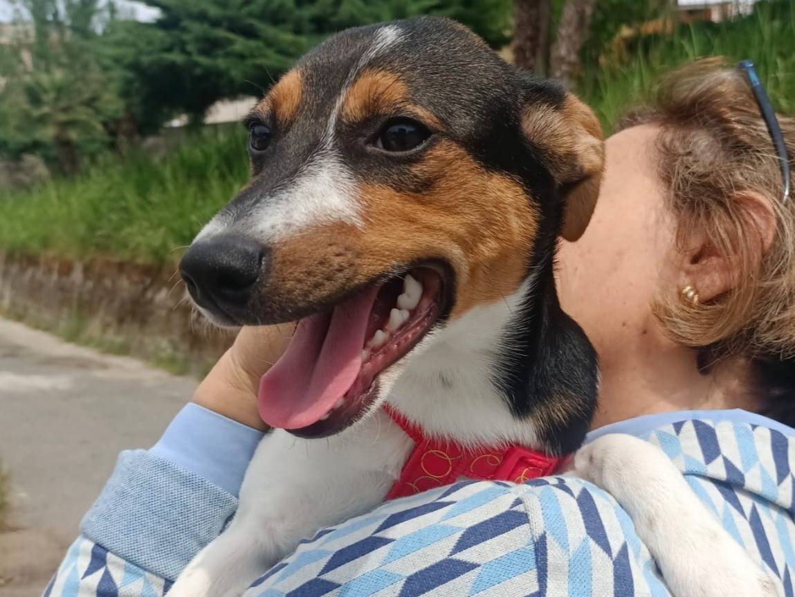 Vuoi adottare un cane a Vibo?