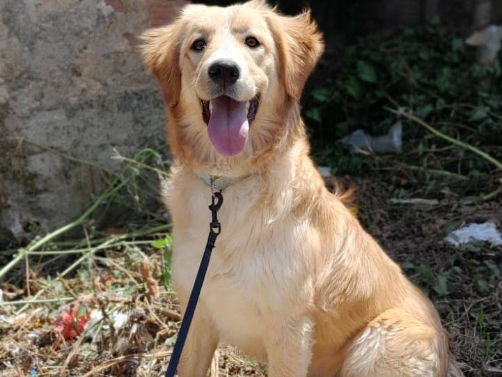 Foto dell'animale