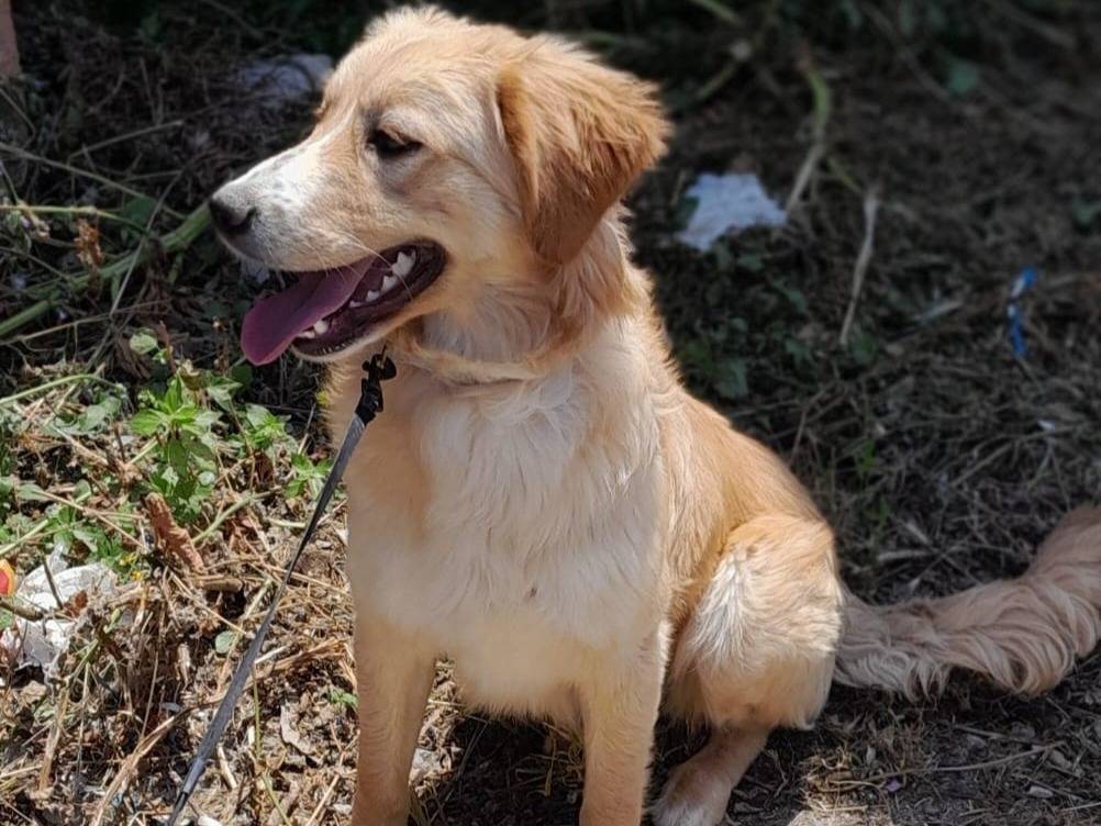 Adotta un cane, femmina, 7 mesi, Vibo