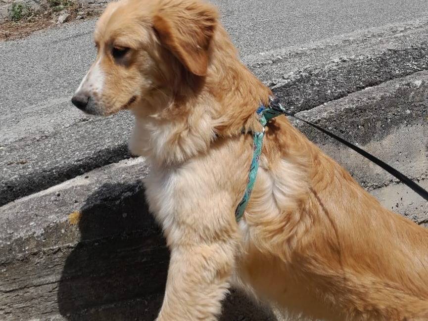 Adotta un cane, taglia media, femmina, Vibo