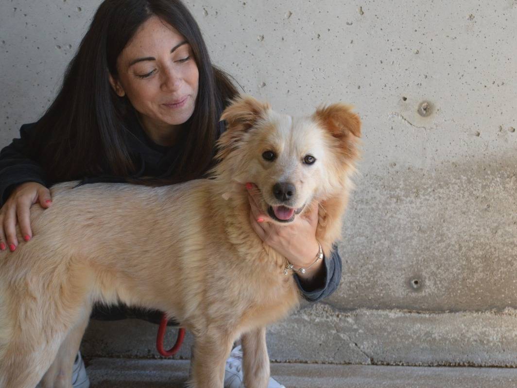 Adotta un cane, femmina, 1 anno e 8 mesi , Roma