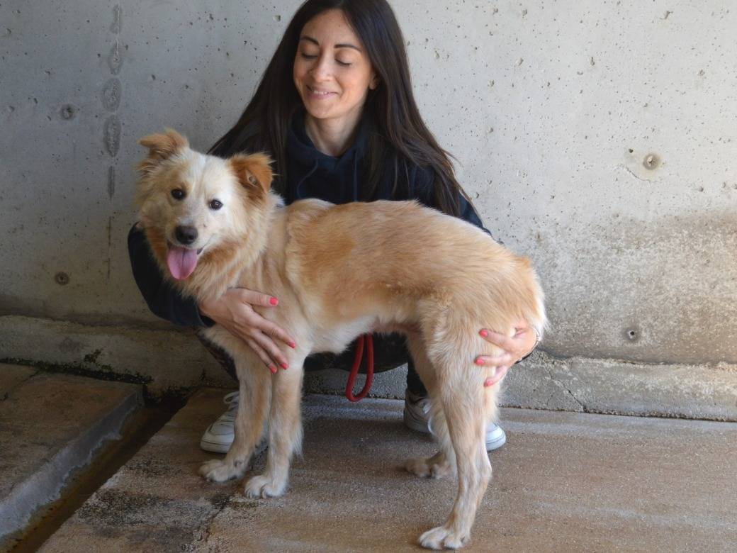 Adotta un cane, taglia media contenuta, femmina, Roma
