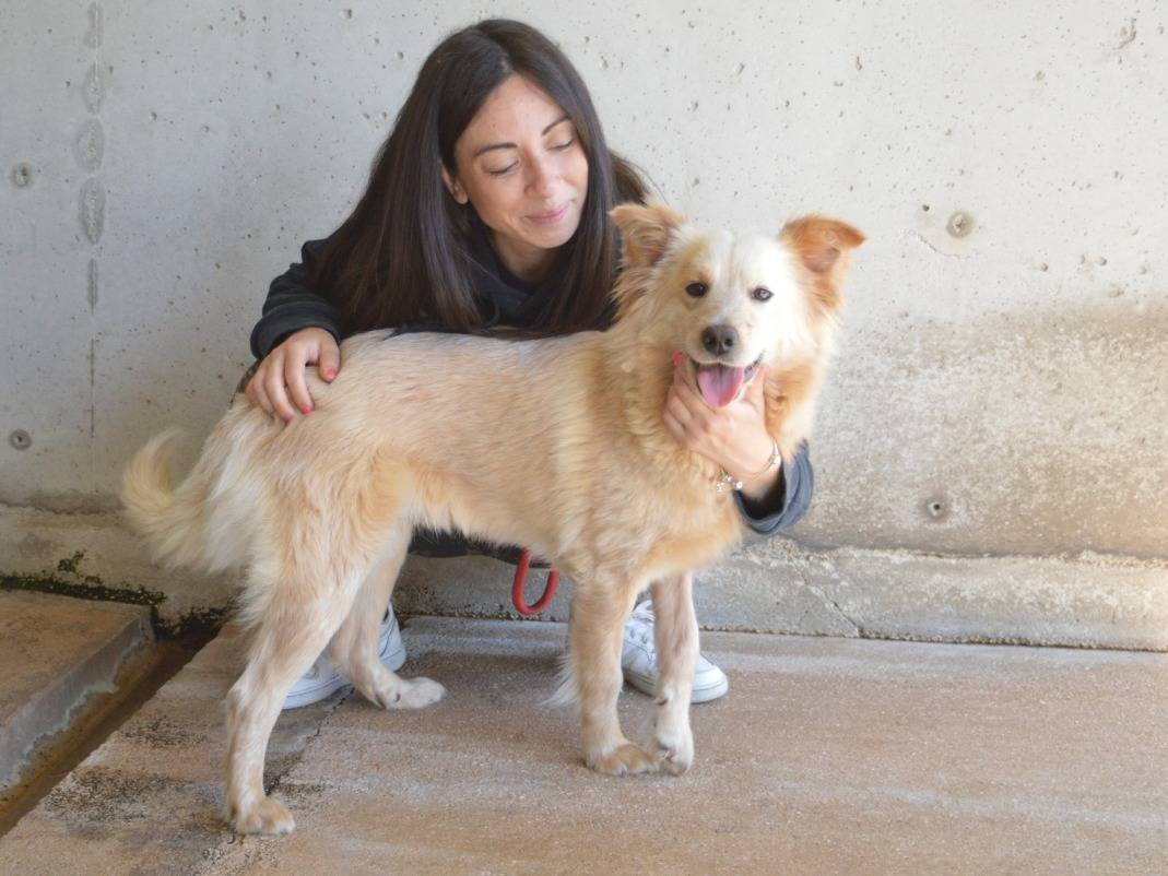 Vuoi adottare un cane a Roma?