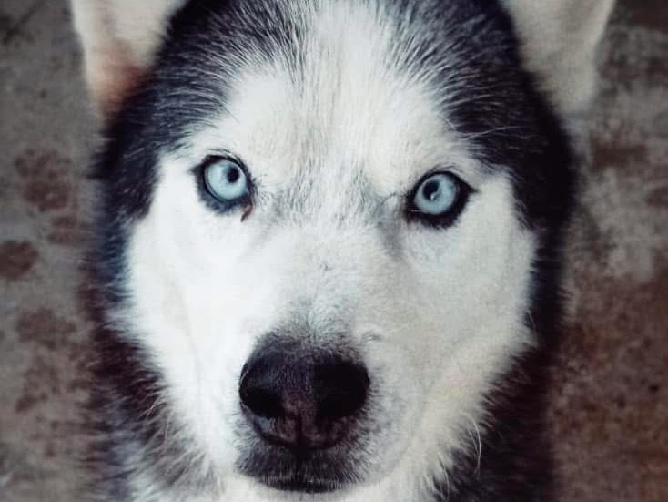 Foto dell'animale