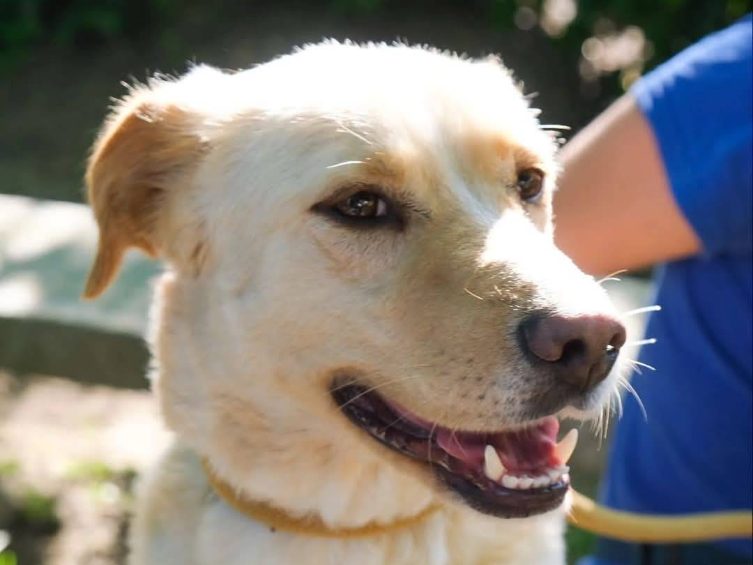 Adotta un cane, taglia grande, femmina, Torino