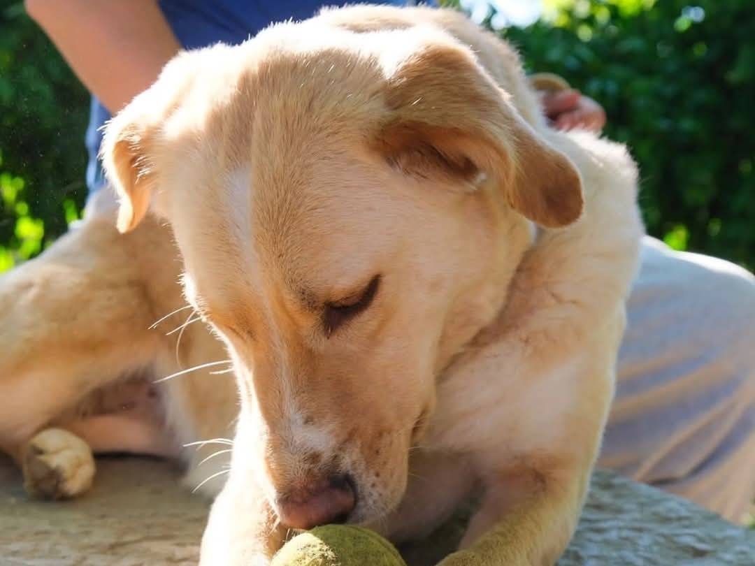 Adotta il cane Carlotta a Torino