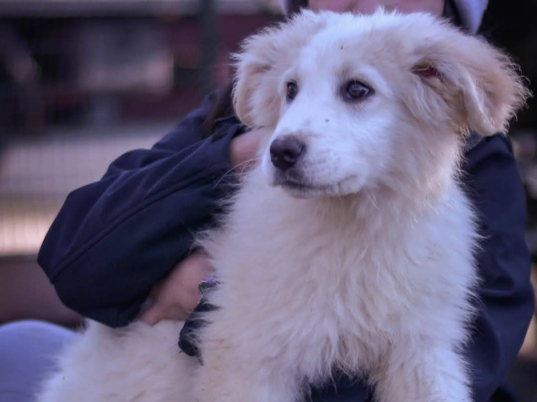 Adozione cane, femmina, Razza sconosciuta Razza sconosciuta, 1 anno, taglia grande, Torino