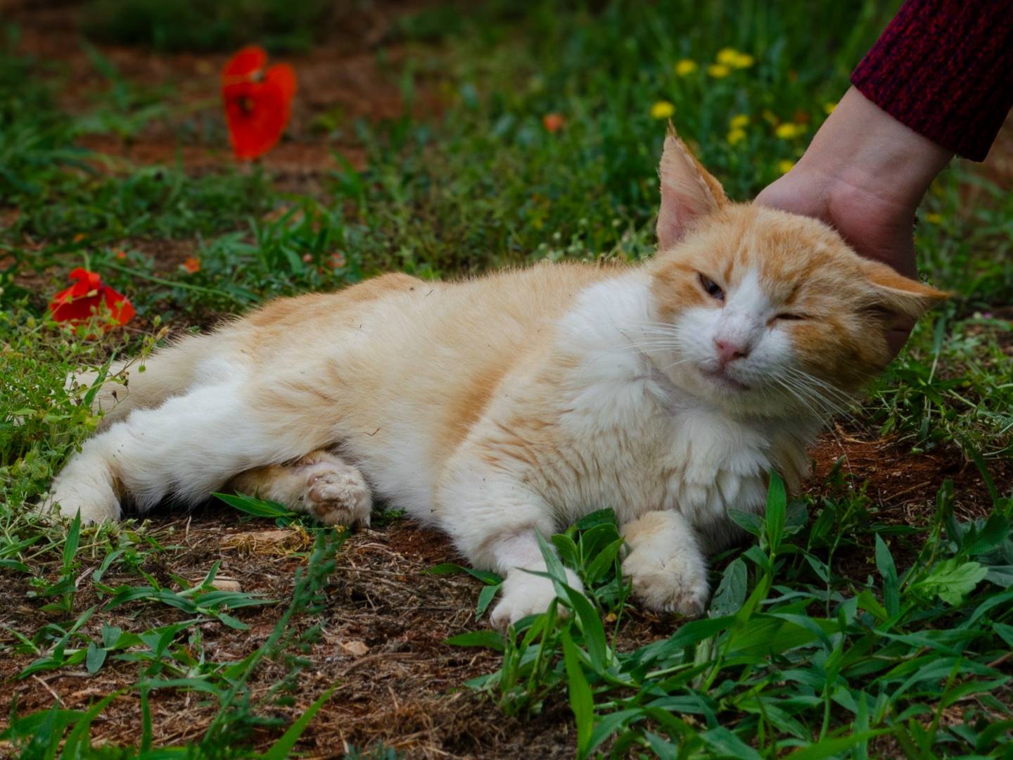 Foto dell'animale