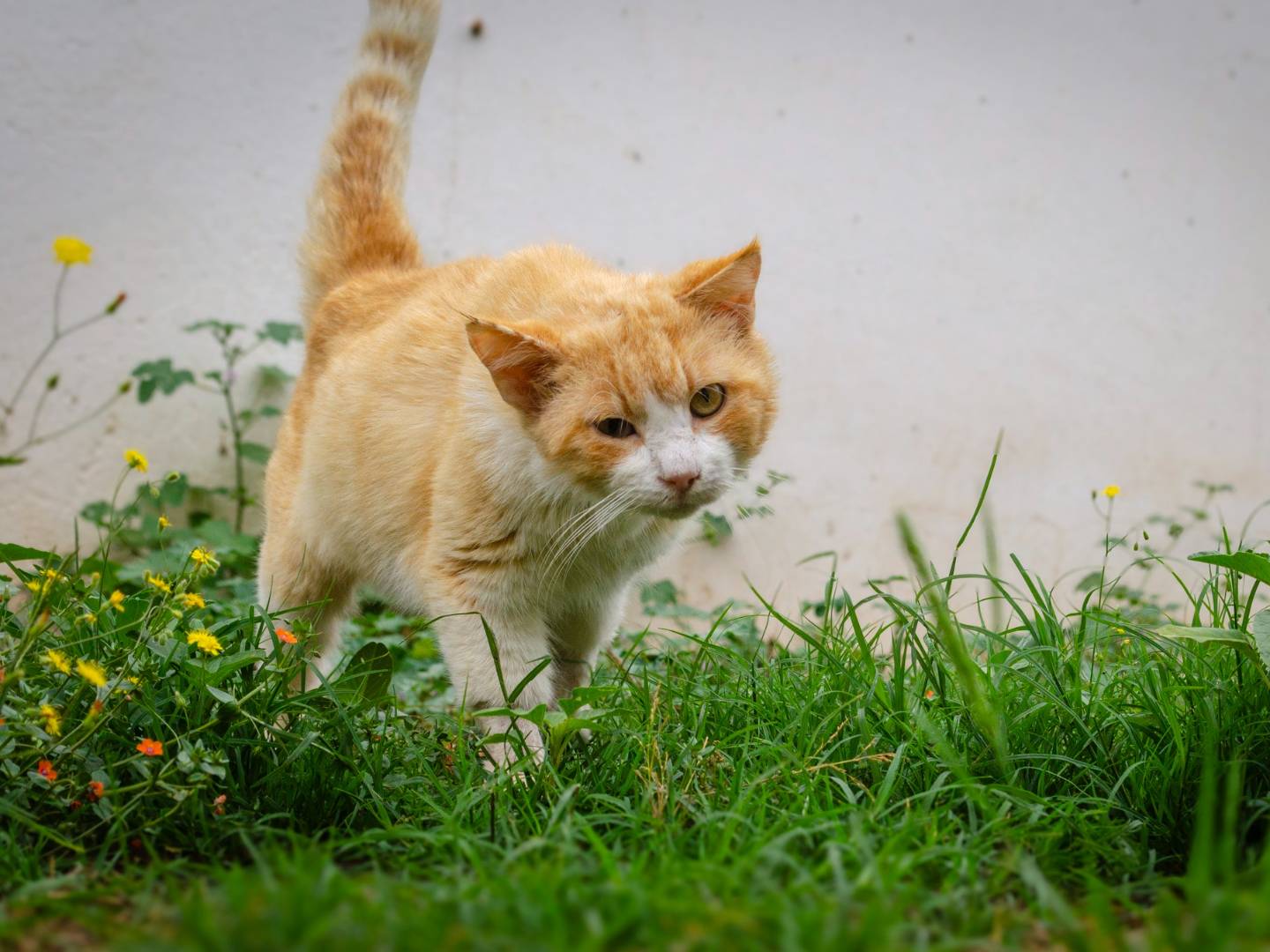 Adotta un gatto, maschio, 4 anni  e 3 mesi , Lecce