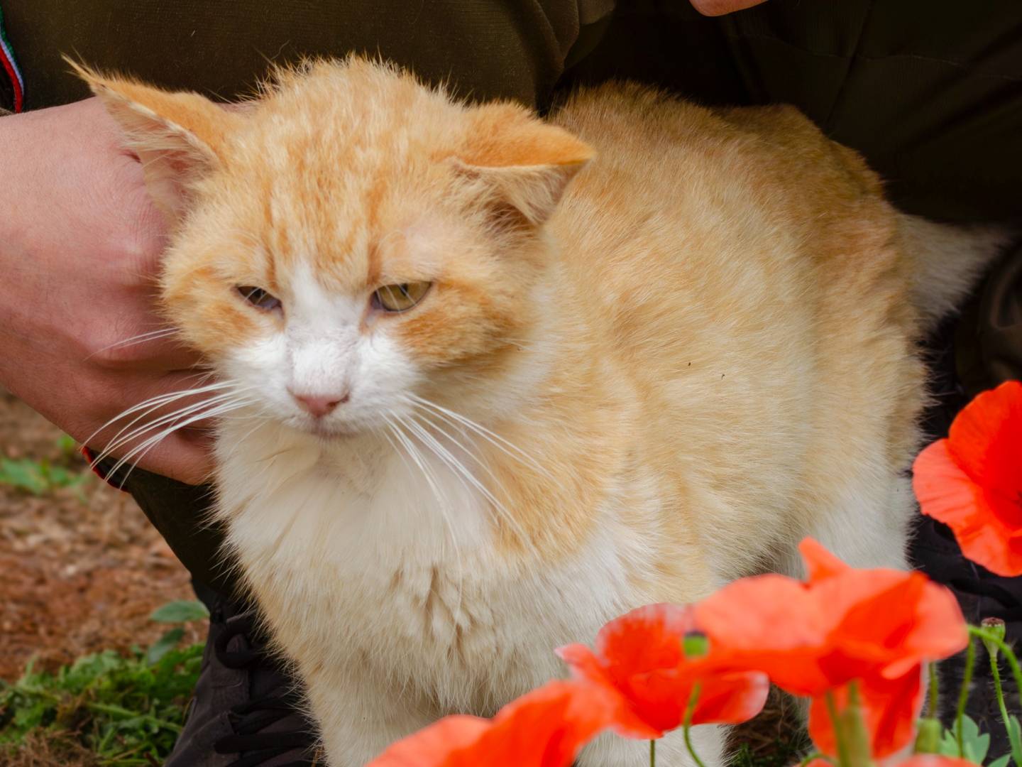 Adotta un gatto, taglia non valida, maschio, Lecce