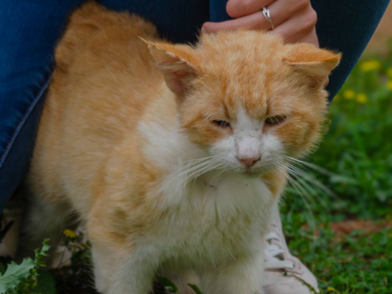Vuoi adottare un gatto a Lecce?
