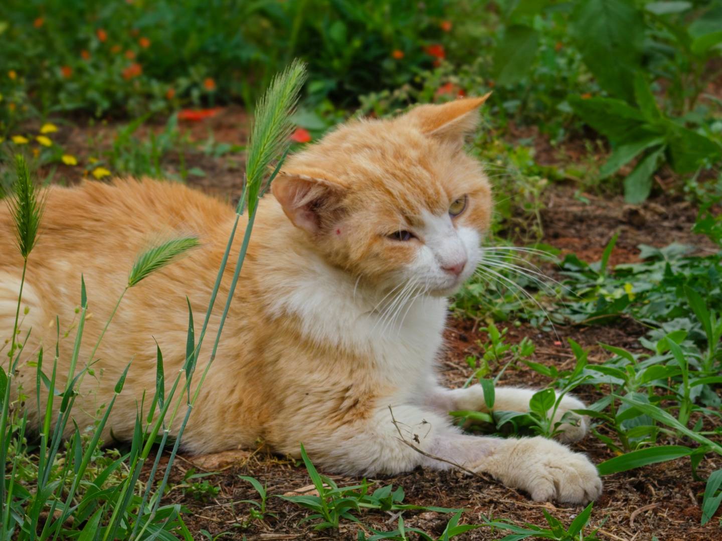 Adotta il gatto Logan a Lecce