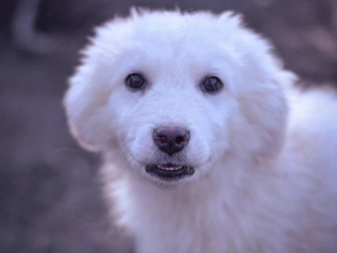 Adozione cane, maschio, Pastore maremmano Razza sconosciuta, 1 anno, taglia grande, Torino