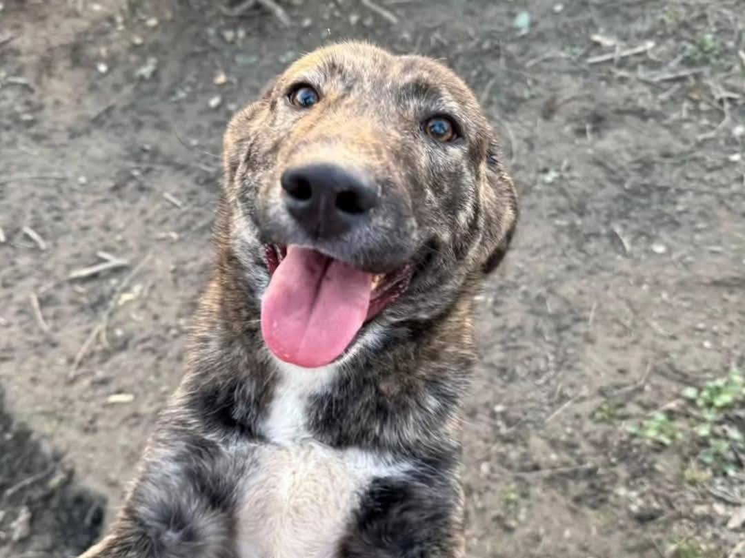 Adozione cane, maschio, Razza sconosciuta Razza sconosciuta, 1 anno e 4 mesi, taglia media, Torino