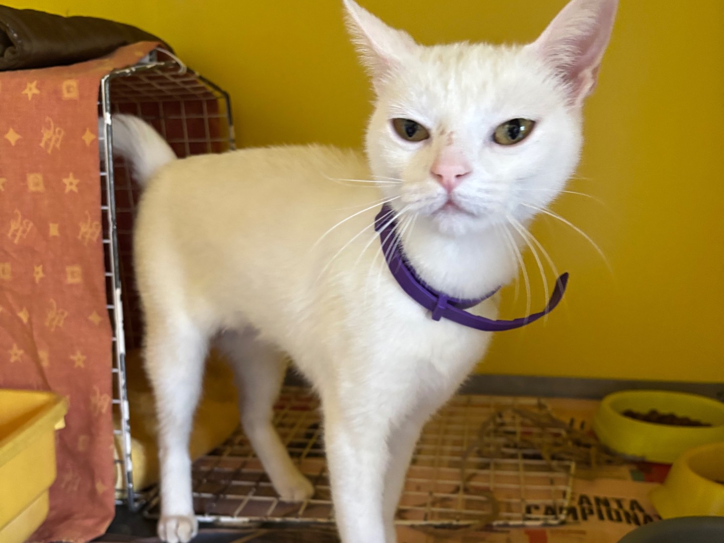 Adotta un gatto, femmina, 1 anno e 2 mesi , Brescia