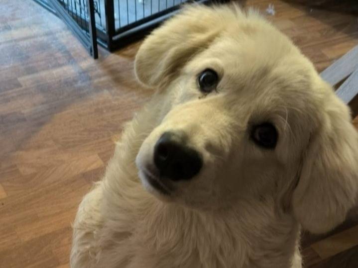 Adotta un cane, taglia grande, femmina, Genova