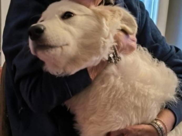 Vuoi adottare un cane a Genova?