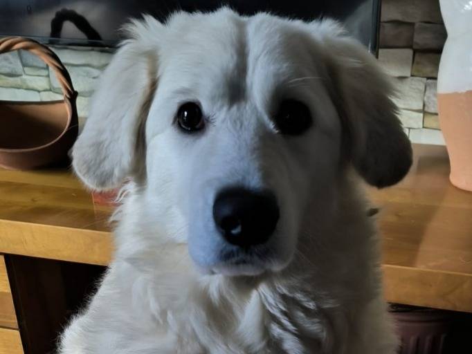 Adotta il cane Margot maremmana splendida a Genova