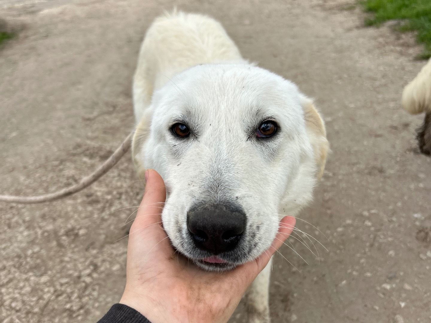 Adotta un cane, maschio, 2 anni e 3 mesi, Latina