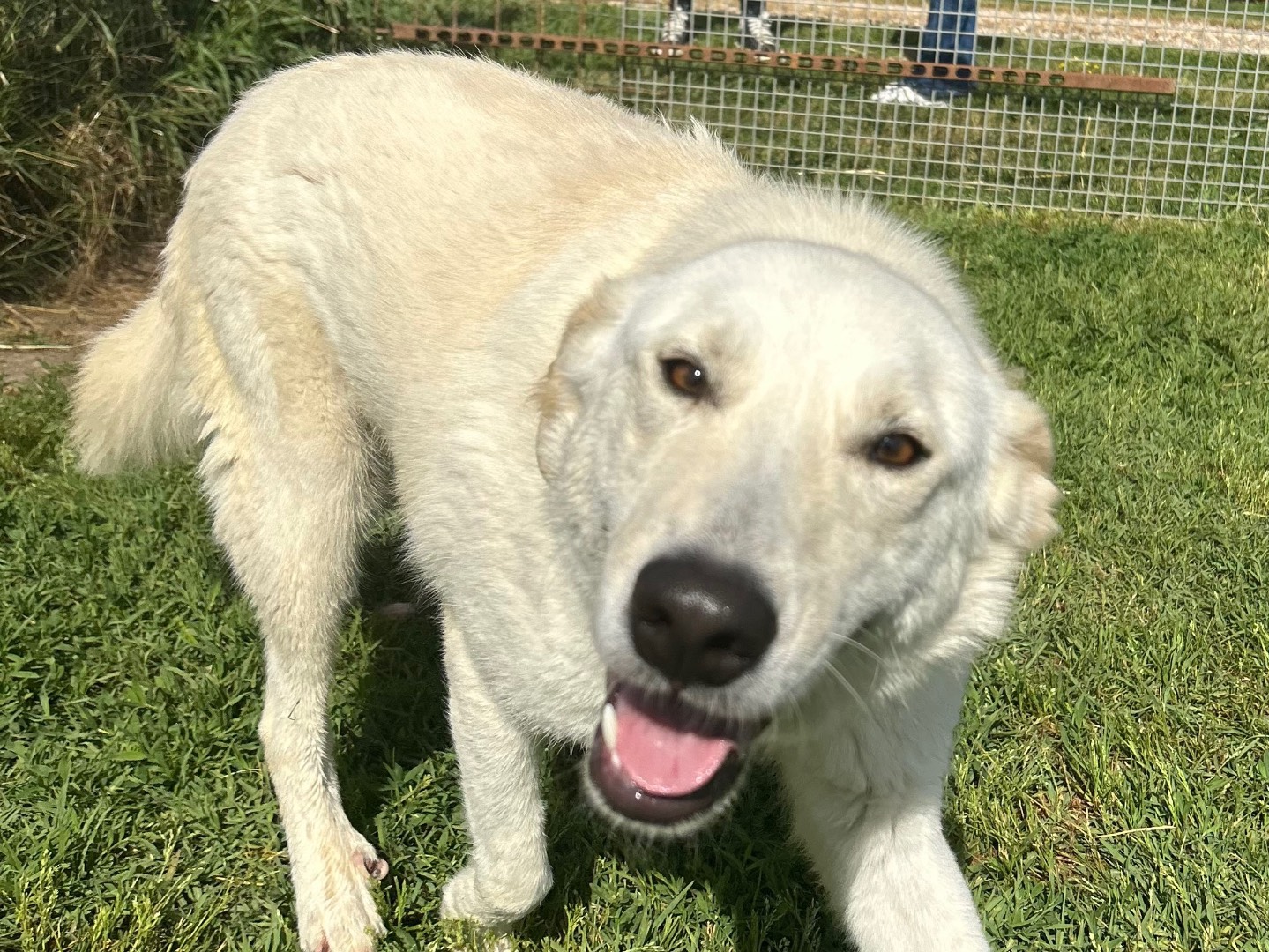 Adotta un cane, taglia media contenuta, maschio, Latina
