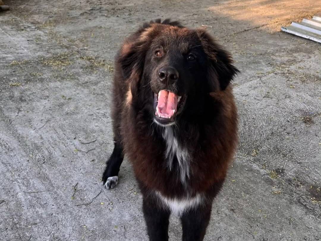 Vuoi adottare un cane a Torino?
