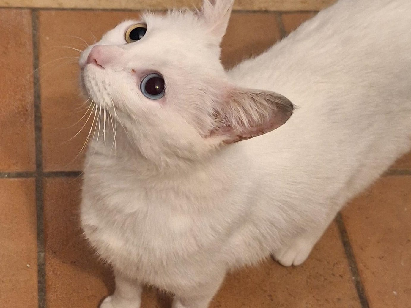 Foto dell'animale