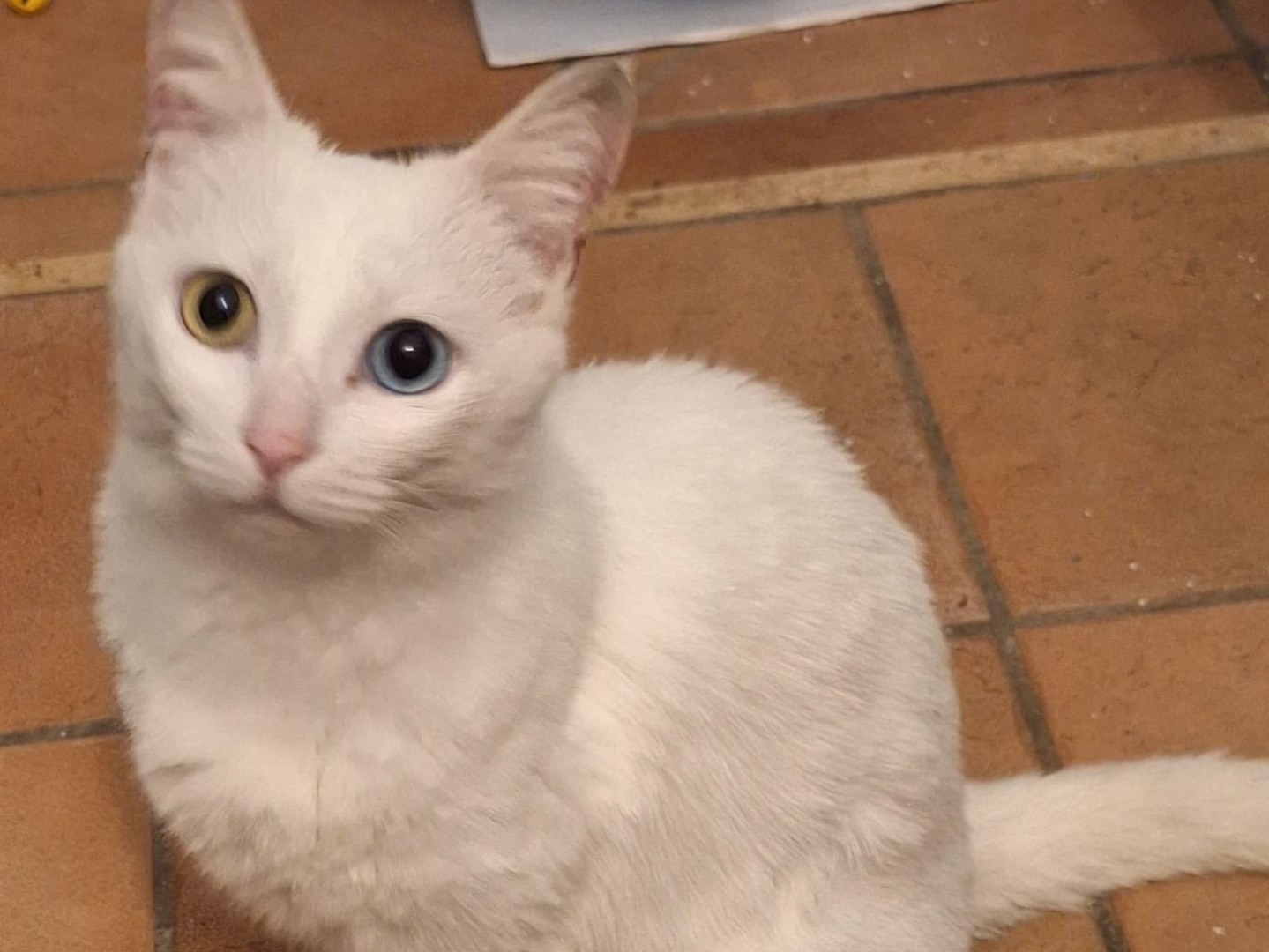 Adotta un gatto, femmina, 2 anni , Bari