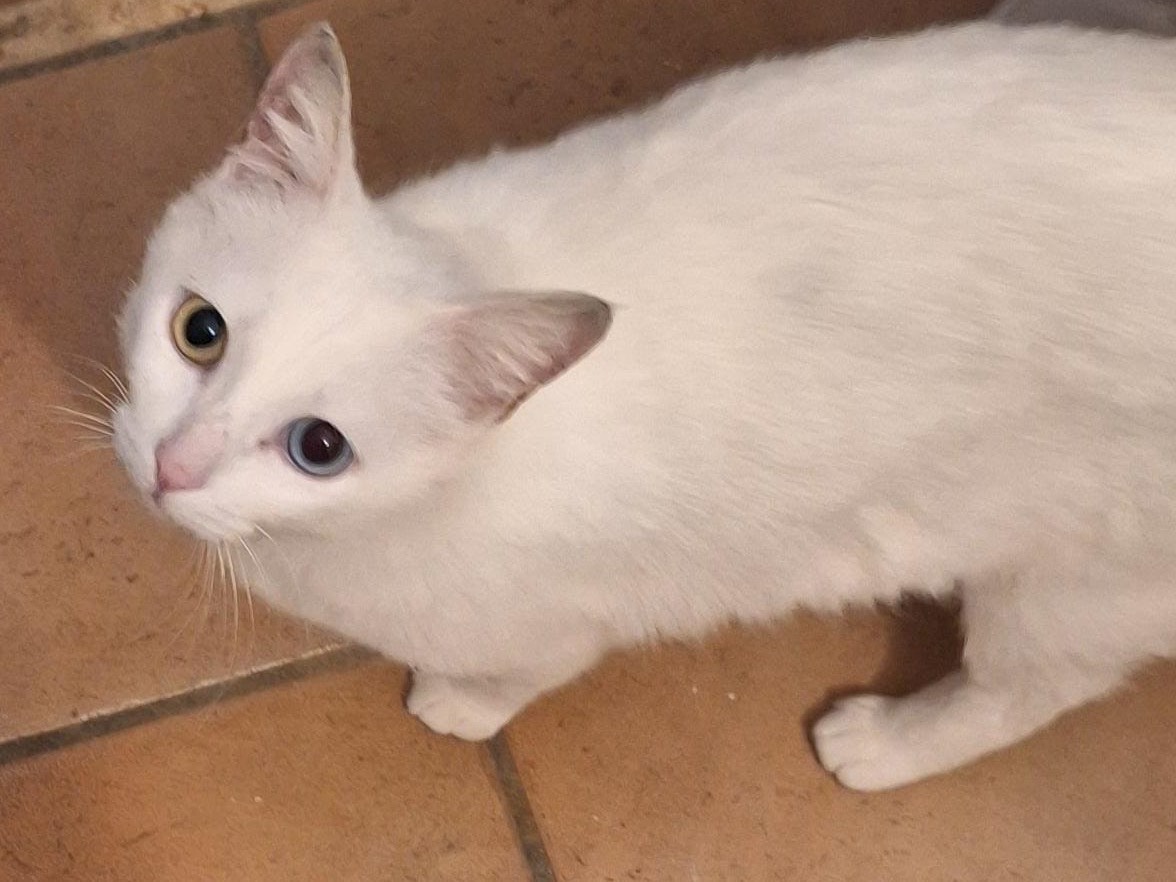 Adotta un gatto, taglia non valida, femmina, Bari