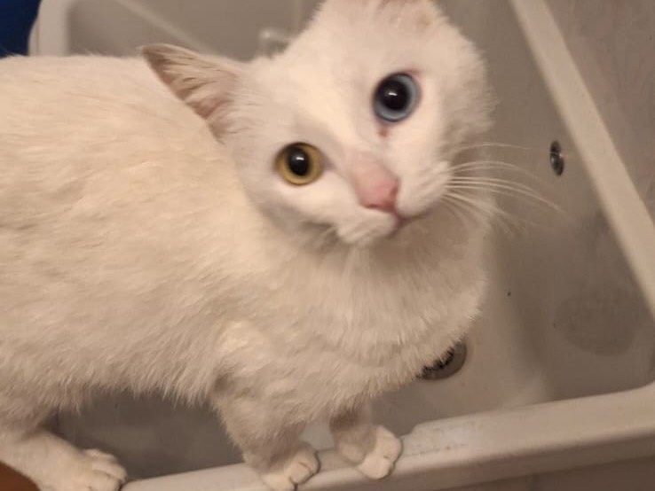 Vuoi adottare un gatto a Bari?