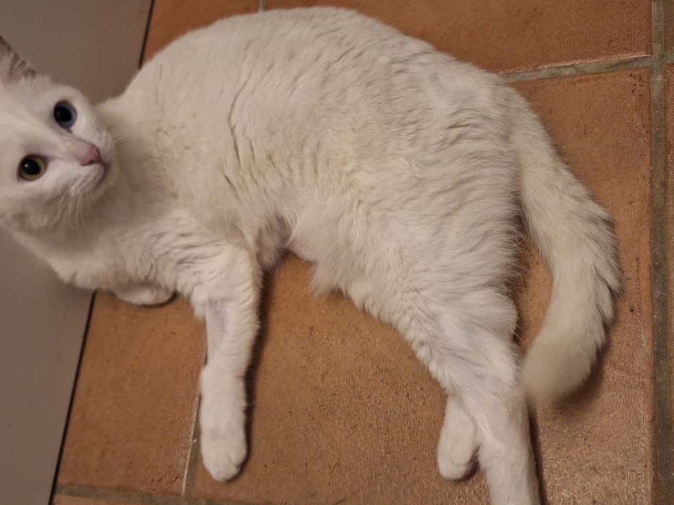 Adotta il gatto Bianca a Bari