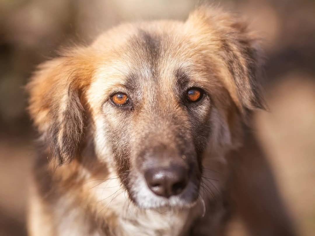 Adotta un cane, femmina, 7 anni  e 6 mesi , Torino