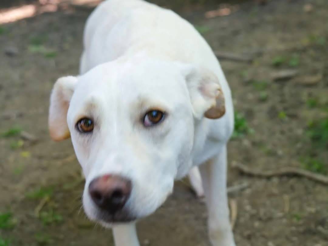 Adotta un cane, maschio, 5 mesi, Torino
