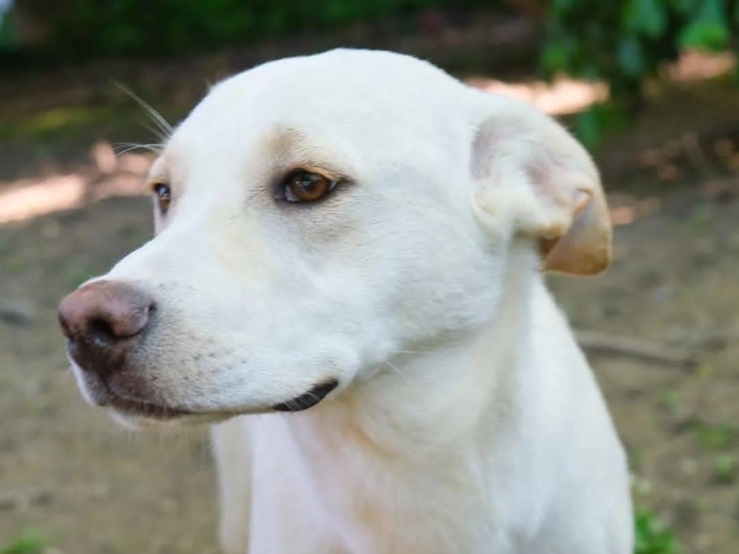 Adotta un cane, taglia media, maschio, Torino