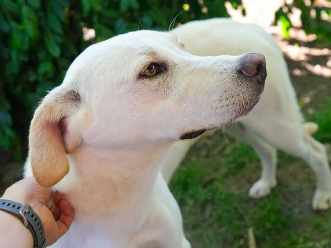 Vuoi adottare un cane a Torino?