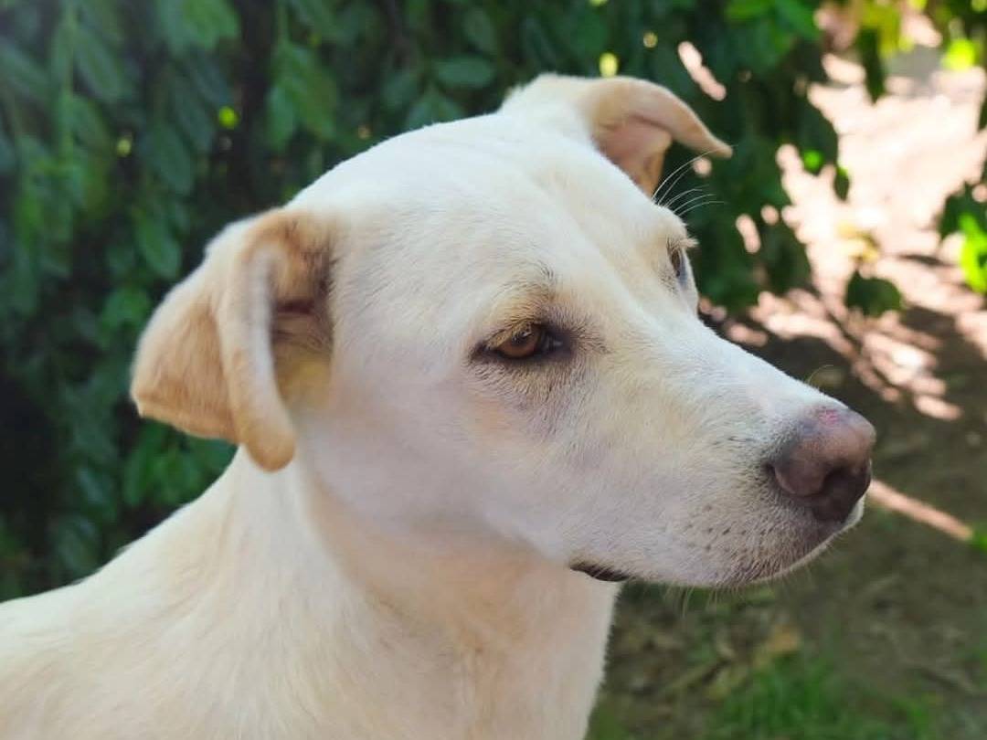 Adotta il cane Leo a Torino