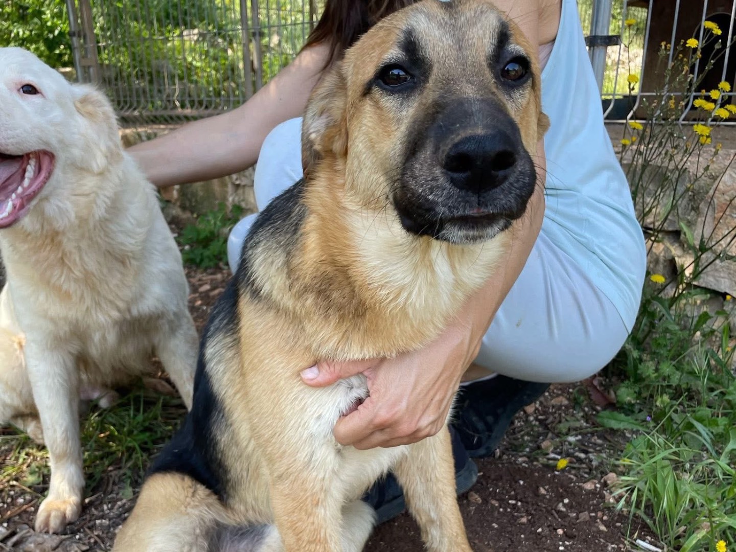 Adotta un cane, maschio, 6 mesi, Bari