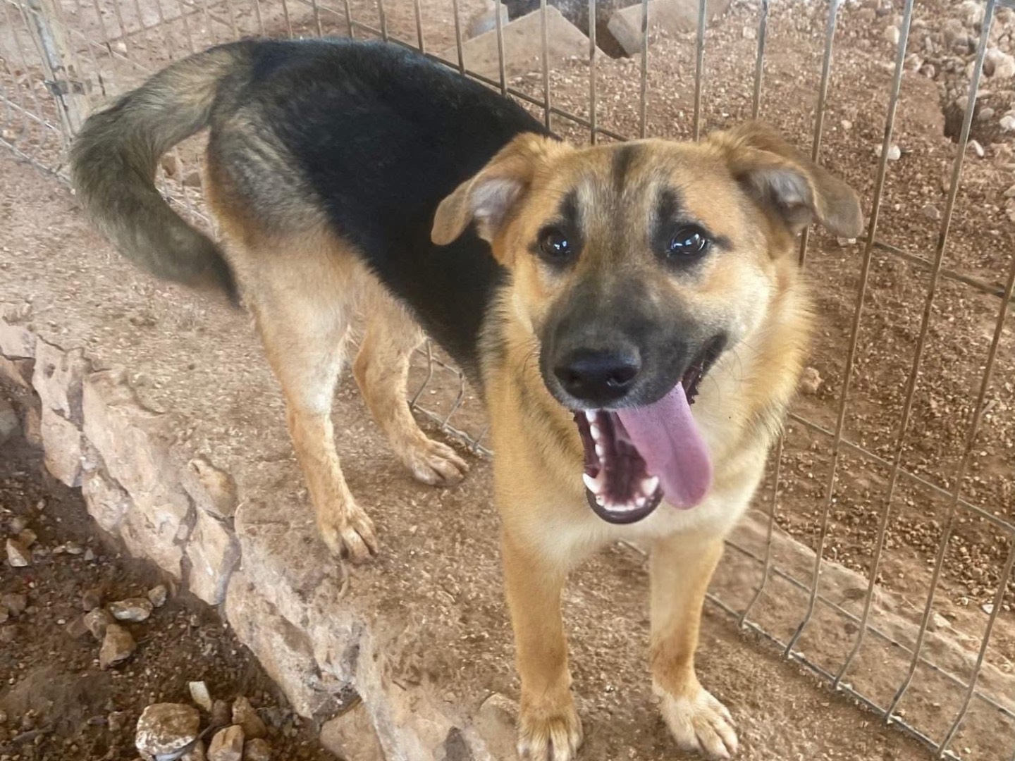 Adotta un cane, taglia grande, maschio, Bari