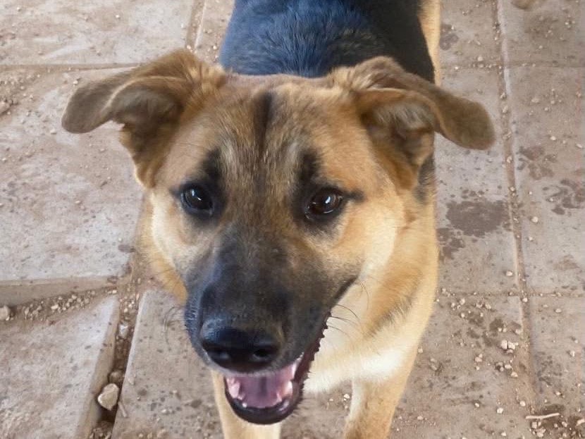 Adotta il cane Tommy a Bari