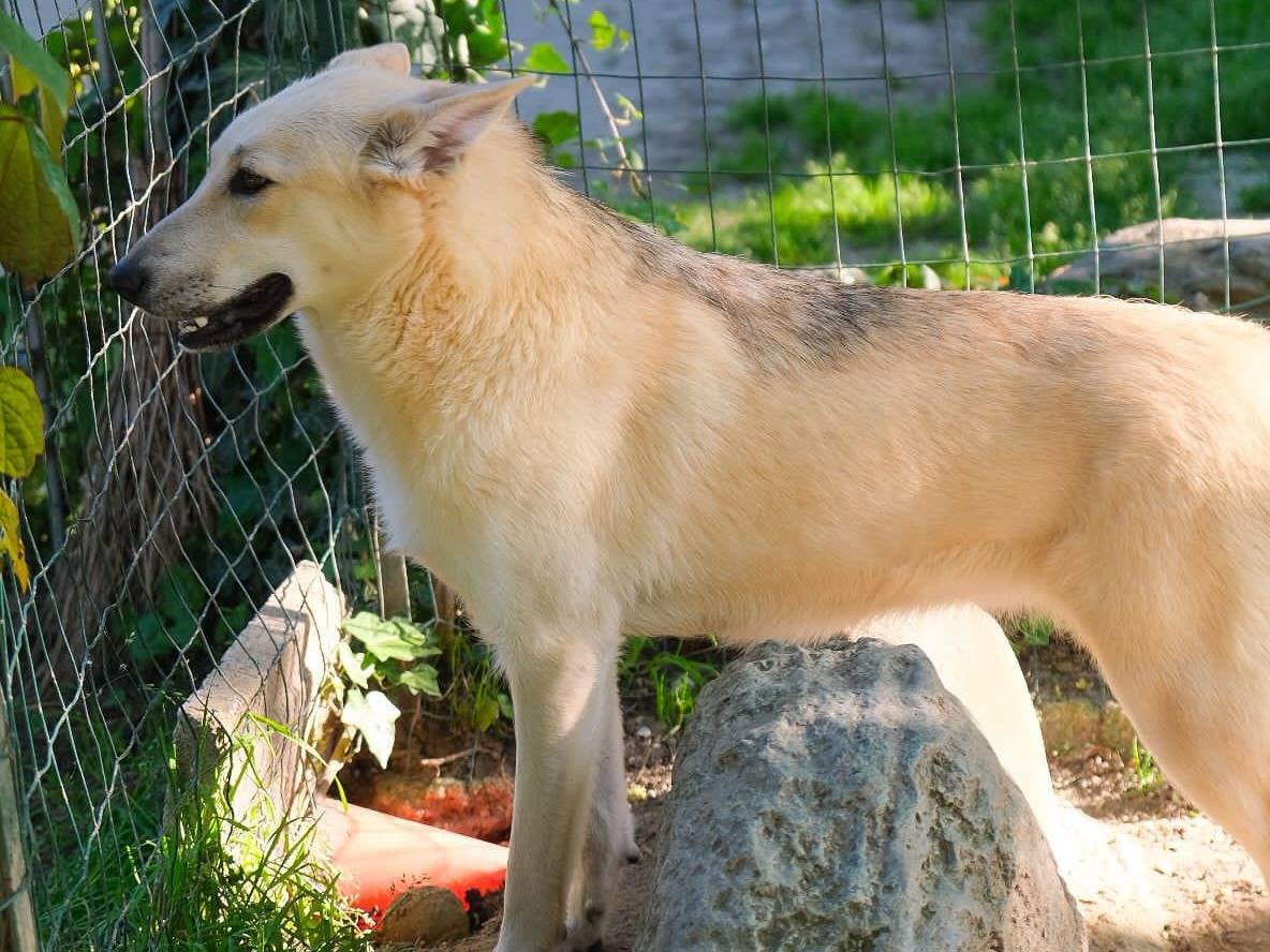 Adotta un cane, femmina, 8 mesi, Torino
