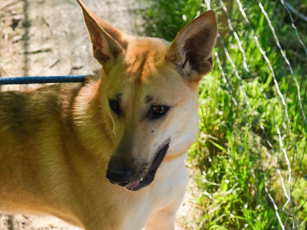 Adotta un cane, femmina, 8 mesi, Torino