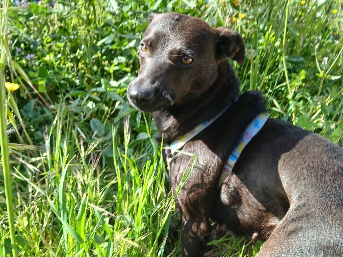 Adotta un cane, femmina, 2 anni  e 2 mesi , Agrigento