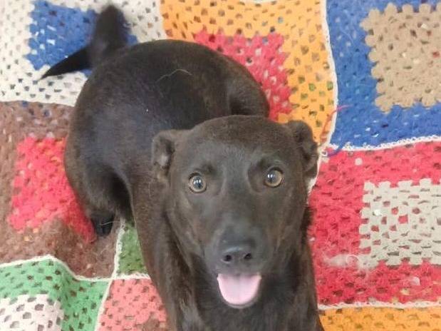 Adotta un cane, taglia media contenuta, femmina, Agrigento